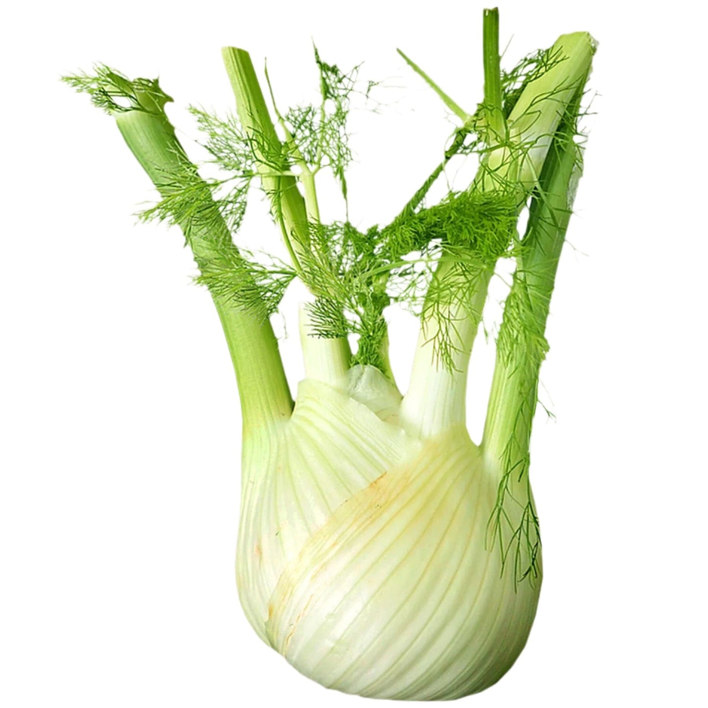Fennel Bulb Each