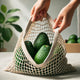 4 pcs Avocado Bag (Product of New Zealand)