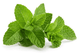 Herbs Mint 500g Bag